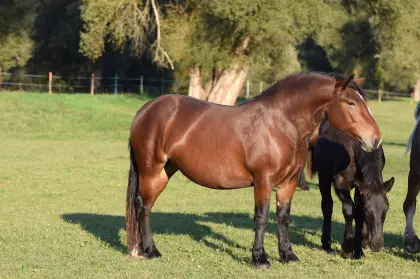 Bergfee Brigit, zweijährige Noriker Stute zu verkaufen