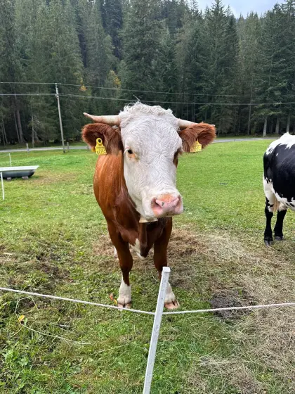 Bio-Fleckvieh-Kalbin, tragend