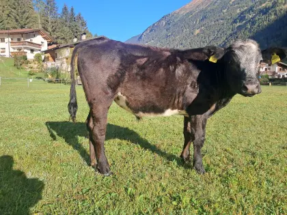 Ochs 1 Jahr 50% BS, 50% WB