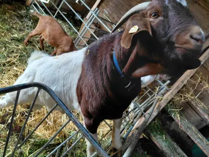 Burenbock