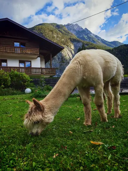Luis sucht ein neues Zuhause
