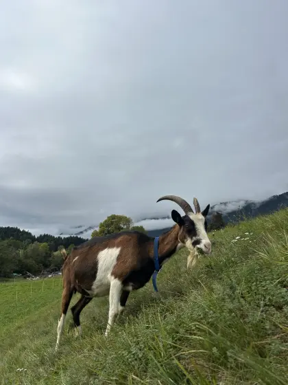 Tauernschecken-Bockmutter