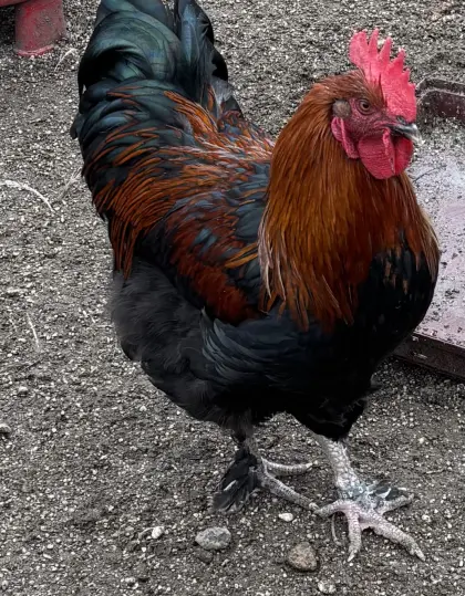 Marans