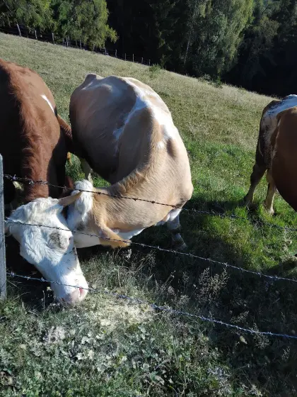 Verkaufe Kühe