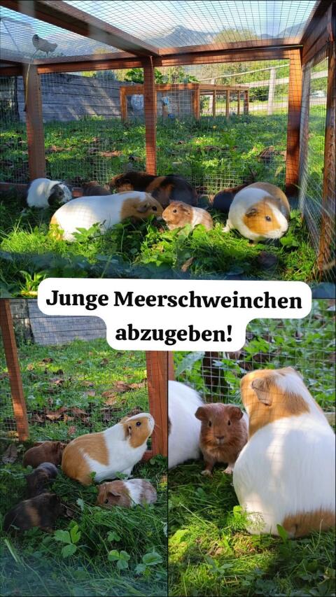 Meerschweinchen