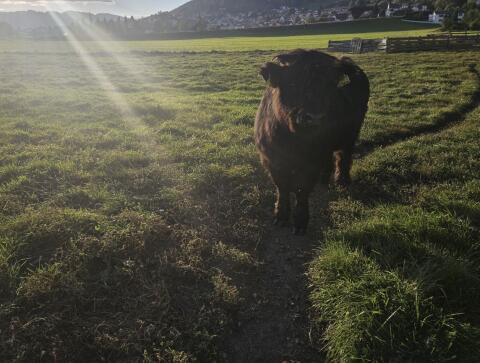 Hochlandrind, schwarz, weiblich, Kalb