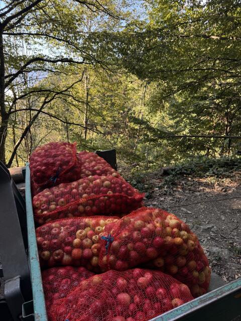 Apfelsaft, natürlich ohne Spritzmittel, 200 l