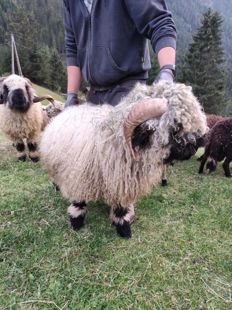 BIO Walliser Schwarznasen-Widder