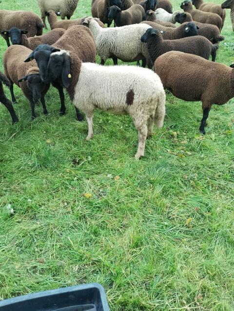 Tscheggen-Widder