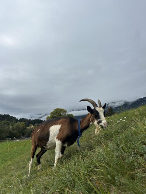 Tauernschecken-Bockmutter