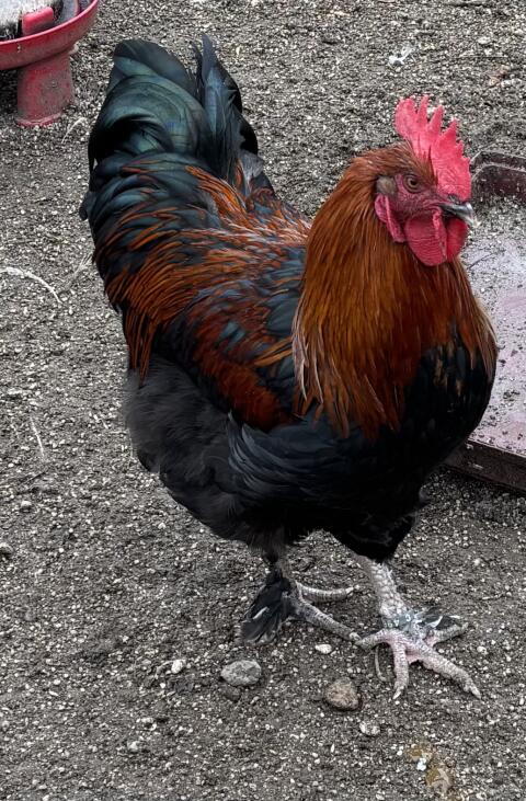 Marans