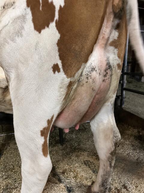 Bio-Jungkuh in Milch