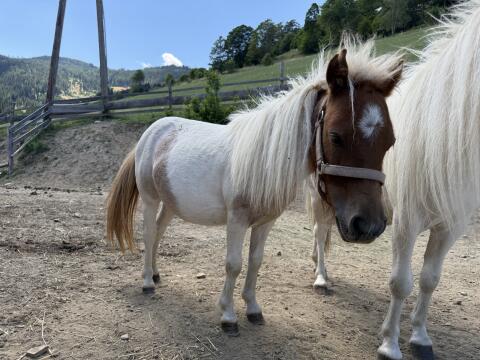 Minipony-Stute