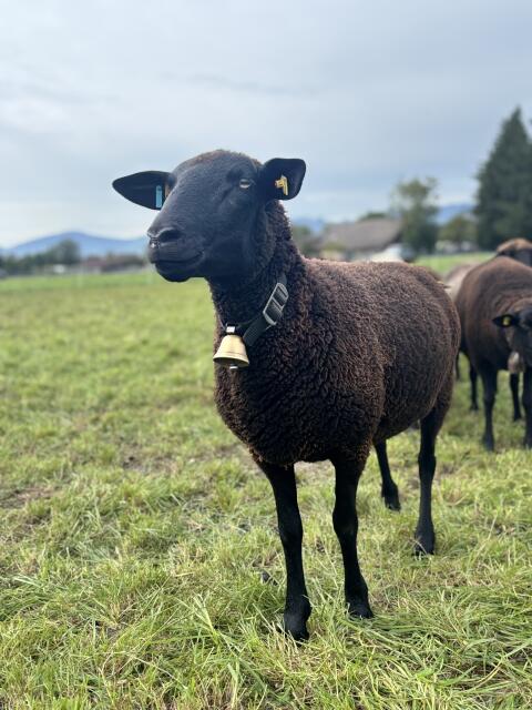 Jura-Schafe zu verkaufen