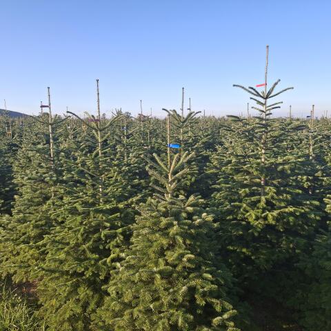 Christbäume, Nordmanntannen
