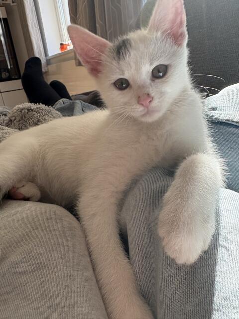 Katzenbabys