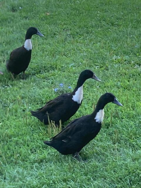 Enten