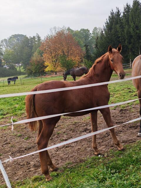 Warmblutstutfohlen, Monique, zu verkaufen