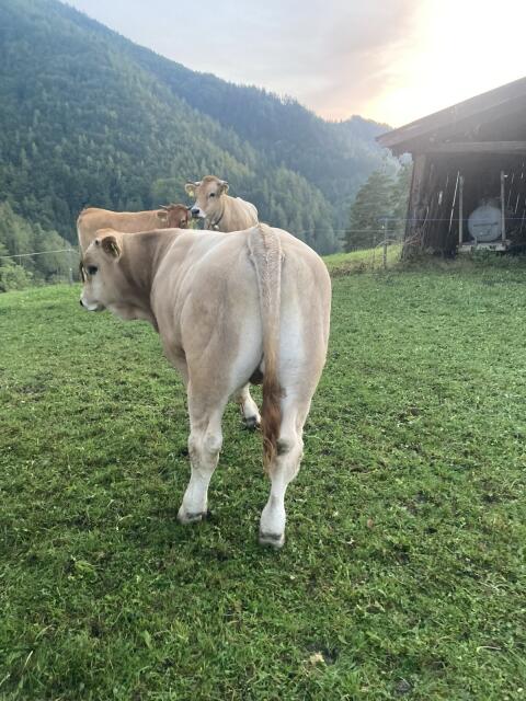 Murbodner Stier
