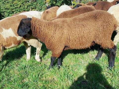 Jura-Widder zu verkaufen, 7 Monate alt