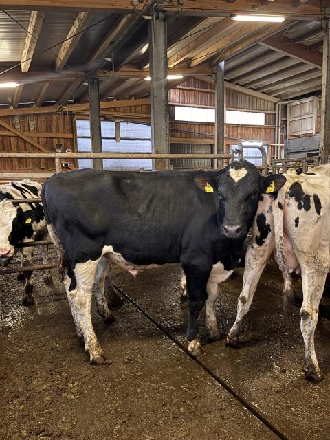 HF-Stier