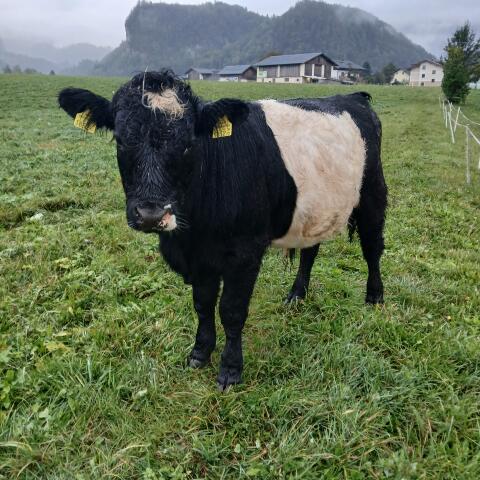 Stier Galloway-Mix