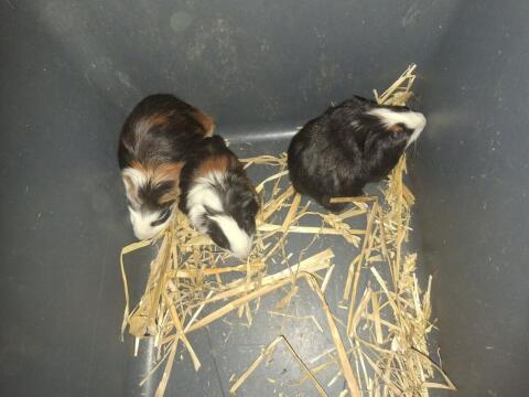 Junge Meerschweinchen