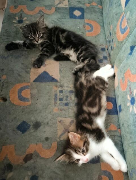 3 Langhaar-Kitten