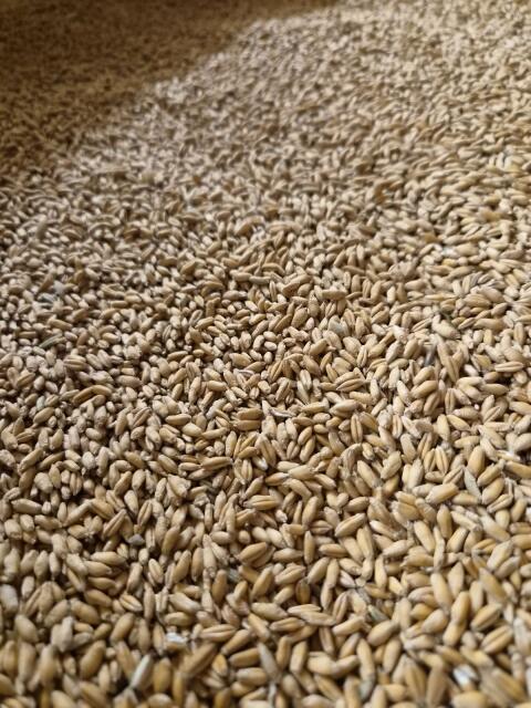 Triticale