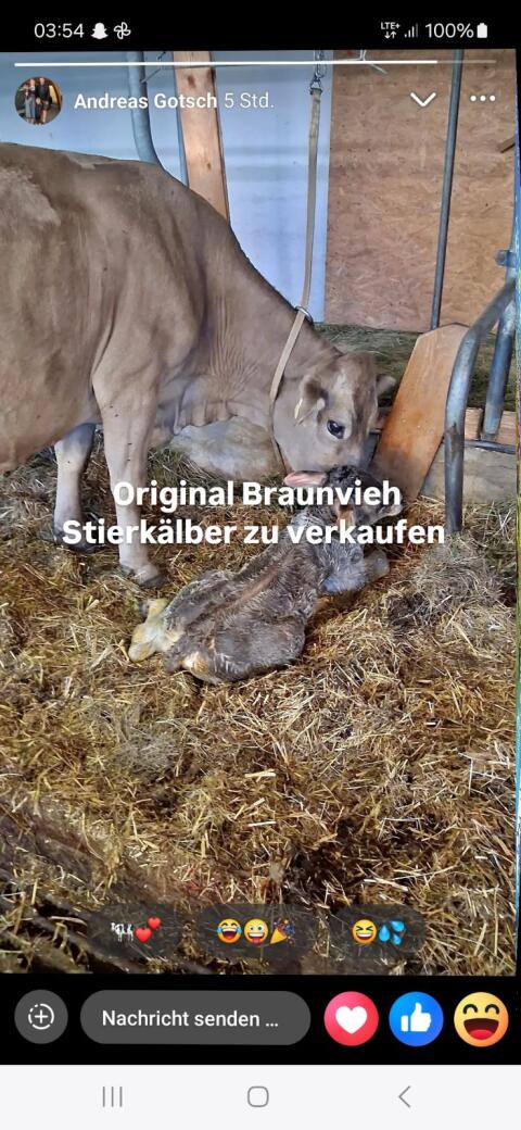 Original Braunvieh-Stiere