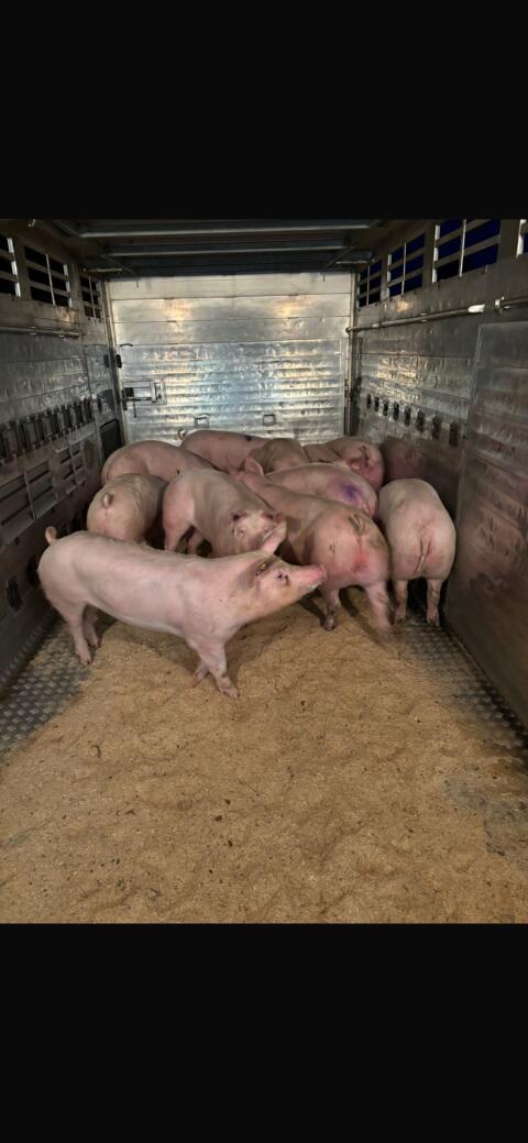 Suche Mastschweine, Zuchten