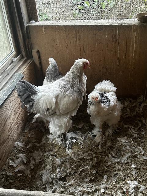 Brahma WBC und WSC