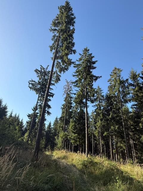 Verkaufe Wald in Gr. Siegharts