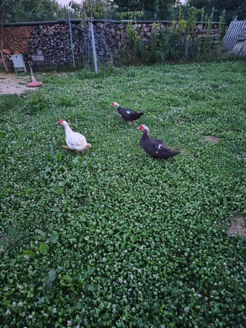 Enten