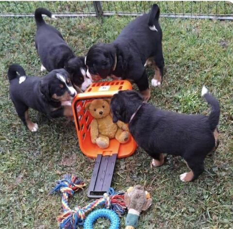 Swissydog