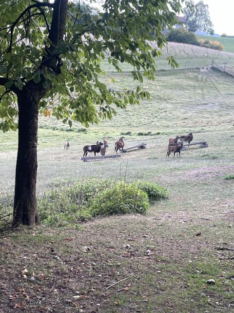 Muffelwild, Widder, Schafe, Lämmer