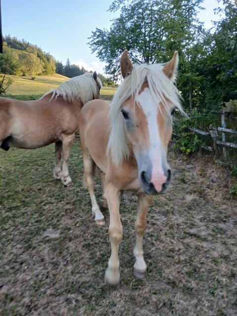 Haflinger-Wallach