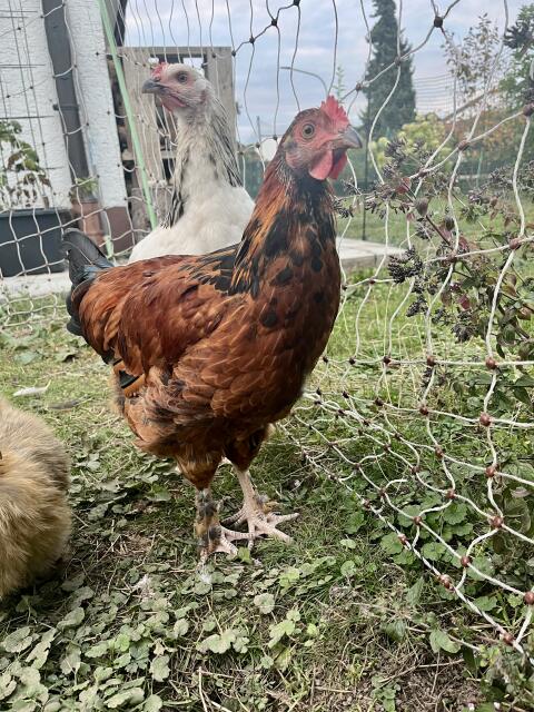 Mix-Hahn, Marans, Hahn, Huhn, Henne, Hühner, Küken