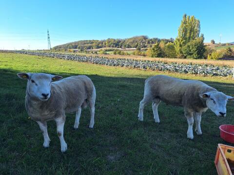 Texel-Bock, Widder, Jungschafe