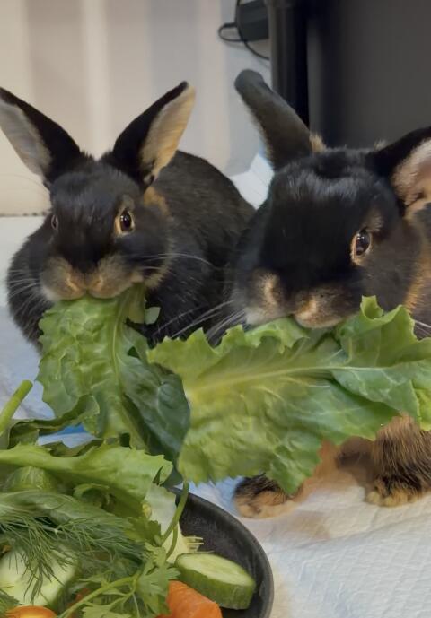 Lohkaninchen