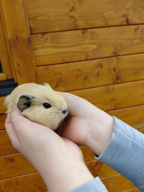 California-Meerschweinchen