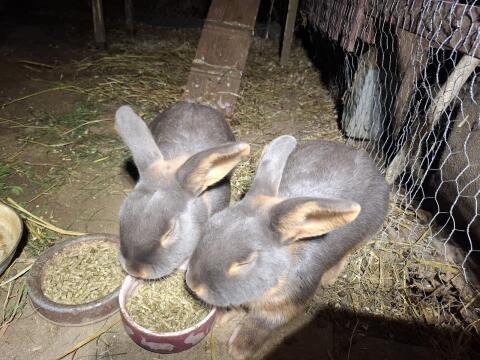 Lohkaninchen fehfarben