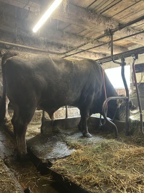 Brown Swiss Stier