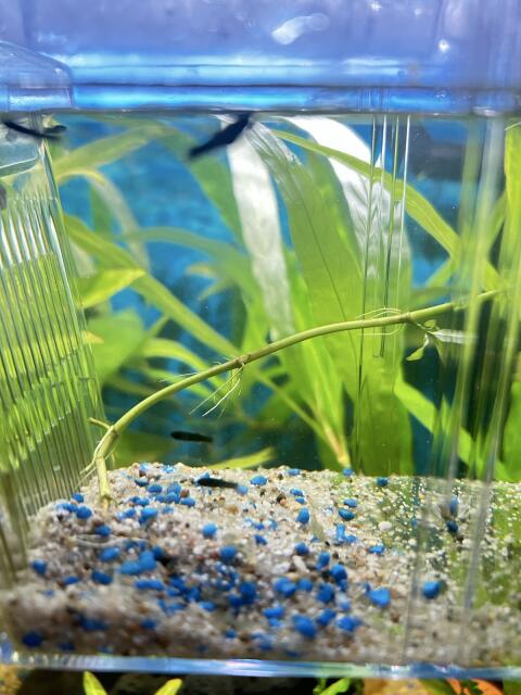 Black Molly Nachwuchs 8 Stk.
