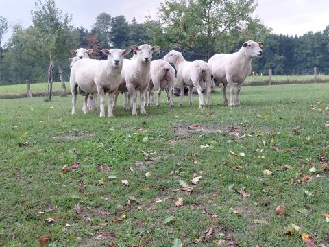 Meatlinc und Tefrom Jährlingswidder