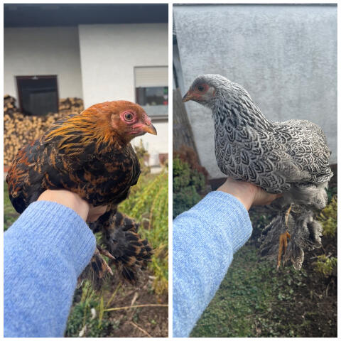Zwerg Brahma, Zwergbrahma, Hahn, Huhn, Henne, Hühner, Küken