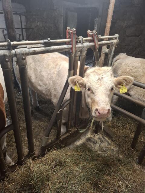 Charolais x Fleckvieh Kälber