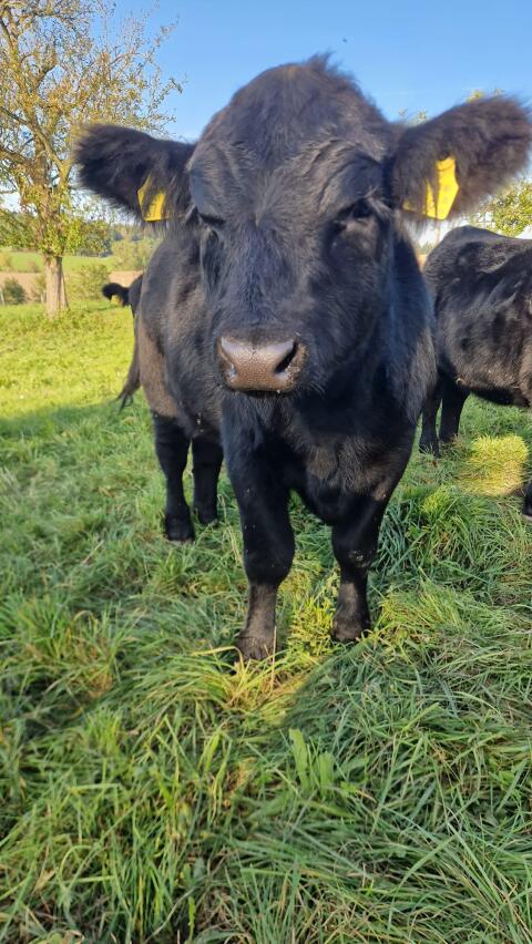 Low-Line Angus Jungstier