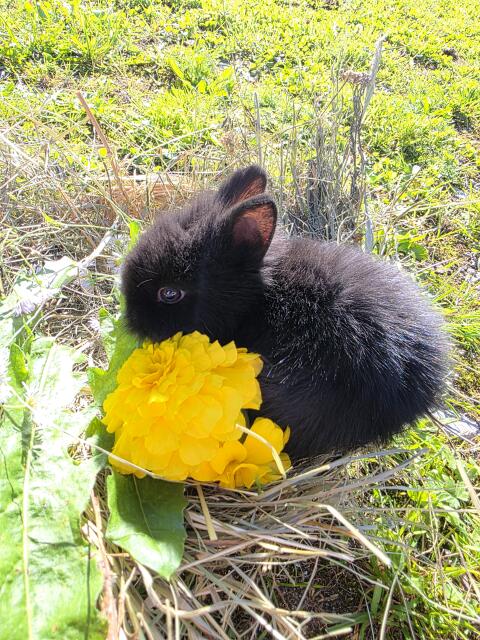 Hasen, Farbenzwerge, kleinbleibende Zwergkaninchen