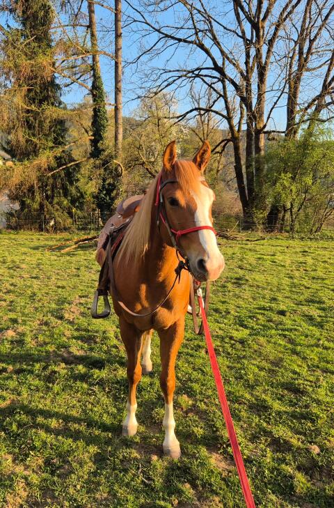 Quarter Horse Wallach, 4 Jahre